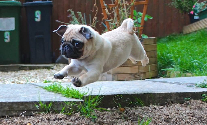 Chó pug cũng là một giống chó chân ngắn phổ biến ở nhiều quốc gia trên thế giới. Ảnh thucanhviet.