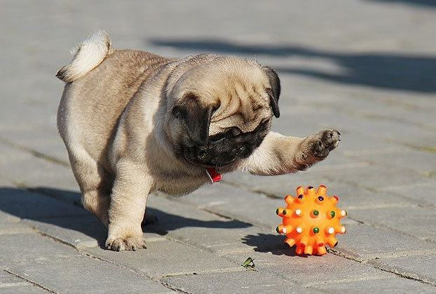 Chân ngắn, mắt to và trố với những “nếp nhăn” trên khuôn mặt khiến giống chó pug này trở nên vô cùng dễ thương. Ảnh cachnuoichohay.