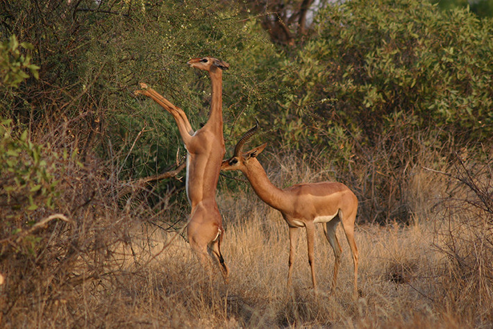 Linh dương Gerenuk còn đặc biệt ở chỗ chúng có thể đứng thẳng trên hai chân sau để ăn lá và cành cây thay vì gặm cỏ giống như hầu hết các loài linh dương. Ảnh awf.