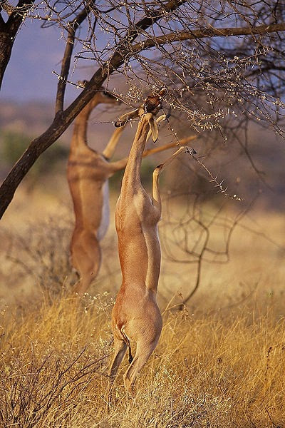 Linh dương Gerenuk sống theo những nhóm nhỏ và có thể quan hệ yêu đương quanh năm. Ảnh blogspot.