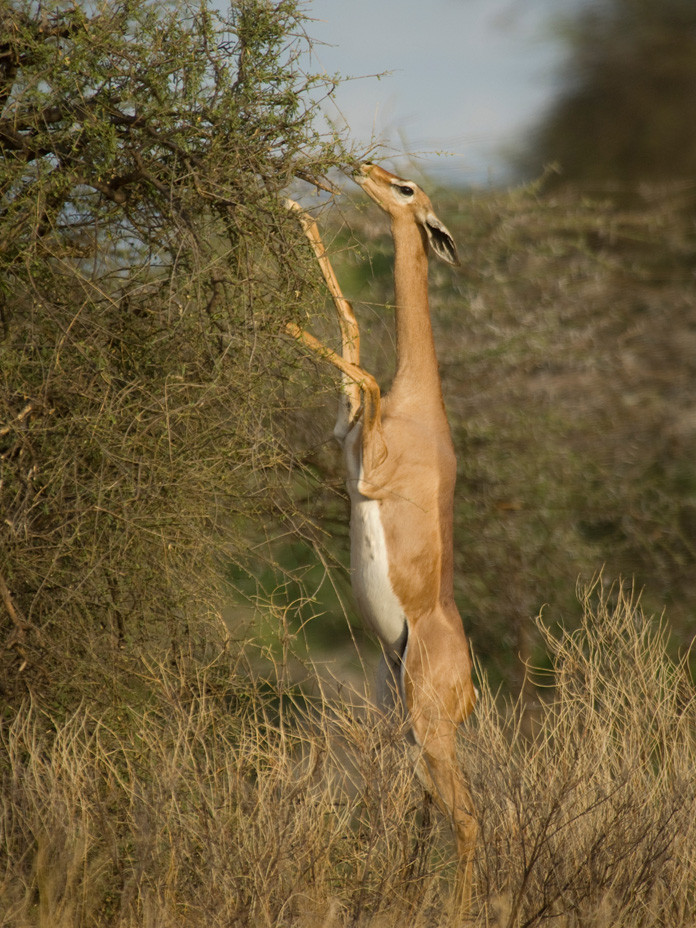 Theo tiếng Somali, “Gerenuk” có nghĩa là “hươu cao cổ”. Ảnh awf.