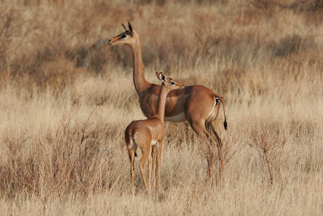Chính chiếc cổ dài giúp linh dương Gerenuk có thể ăn được những chiếc lá cây ở trên cao. Ảnh awf.