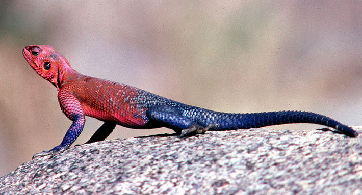 Thằn lằn Agama có thể sống tới 15 năm trong môi trường nuôi nhốt và lâu hơn nếu ở trong môi trường tự nhiên. Ảnh blogspot.