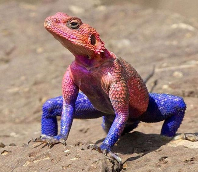 Thằn lằn Agama có chiều dài từ 35cm - 38cm, sống chủ yếu ở châu Phi. Chúng thường nằm phơi mình trên các phiến đá lúc trời nóng. Ảnh pinimg.