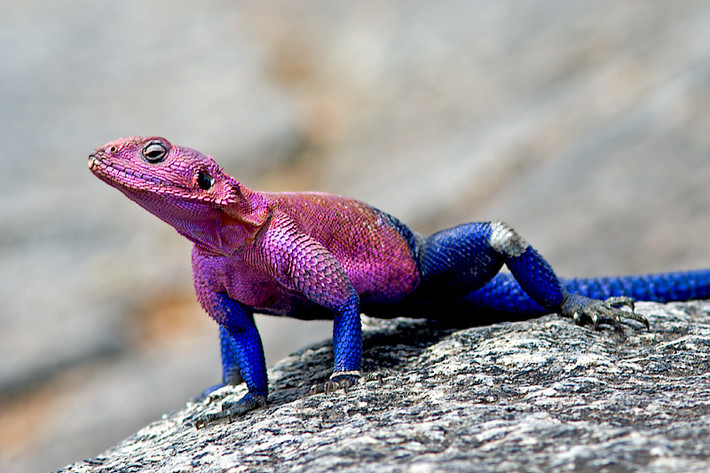 Thằn lằn Agama thường sống theo đàn với số lượng trên dưới 10 con. Con cái thường nhỏ hơn con đực. Ảnh pbase.