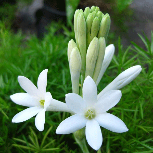 Hoa huệ là loài hoa đặc biệt bởi nó tỏa hương theo độ ẩm. Vì vậy, vào ban đêm hay khi trời mưa, độ ẩm không khí cao, hoa huệ cũng thơm hơn ngày nắng. Ảnh orchard.