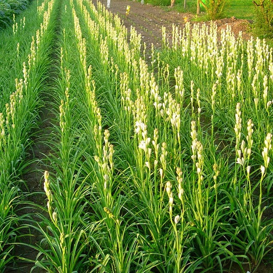 Tại Việt Nam, hoa huệ được trồng nhiều ở miền Bắc và một số tỉnh miền Trung, đặc biệt là các vùng trồng hoa lân cận Hà Nội. Ảnh blogcaycanh.