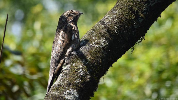 Chim potoo có đôi mắt to với tròng vàng và con ngươi đen nổi bật. Chính cặp mắt to của loài chim giỏi ngụy trang này đã gây sợ hãi cho không ít người ngay từ cái nhìn đầu tiên. Ảnh blogspot.