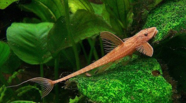 Với hình dáng đặc biệt khác lạ như một chiếc máy bay, cá trực thăng có giá thành hơi cao so với các loài cá khác. Ảnh aquauga.