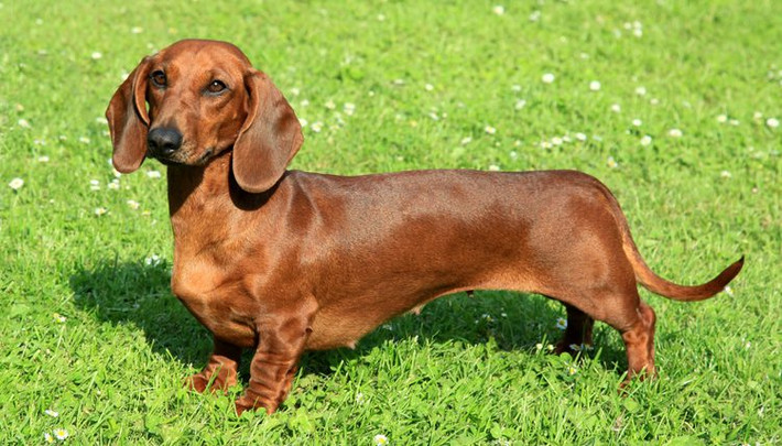 Chó lạp xưởng Dachshund cũng là một giống chó chân lùn rất được yêu thích ở nhiều nước, trong đó có Việt Nam. Ảnh ehowcdn.