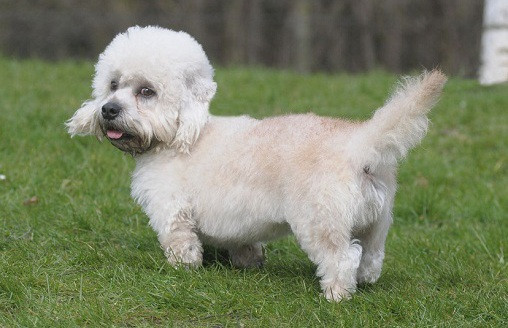 Tuy nhỏ nhưng chó sục Dandie Dinmont Terrier lại có sức mạnh dẻo dai và có thể săn được một số loài động vật nhỏ như lửng, cáo, rái cá và các loài gặm nhấm. Ảnh blogspot.