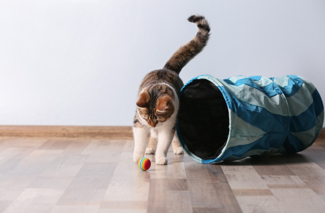 Nhiệt độ ở đôi tai của loài mèo có thể cho biết nó có đang bị căng thẳng hay không. Ảnh petmd.