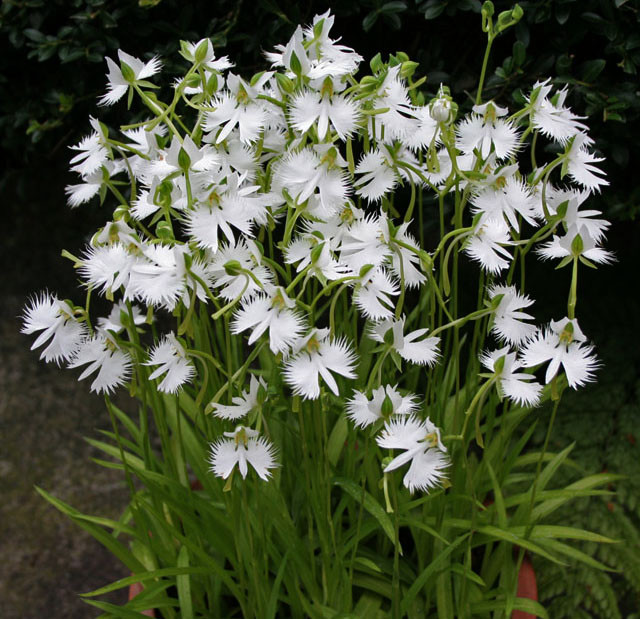 Ở nước ta, hoa cò trắng Habenaria radiata còn được biết đến với những tên gọi khác là lan bạch hạc hay diệc bạch. Ảnh blogspot.