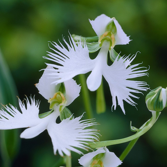 Khi chớm nở, hoa cò trắng Habenaria radiata mang hình hài một chú chim đang đậu. Còn khi hoa nở, hoa có hình dáng như một chú chim đang tung cánh. Ảnh blogspot.