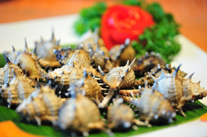 Ốc gai xương rồng có hình dáng khá ghê rợn với những chiếc gai nhọn đâm tua tủa ra trên vỏ. Đây cũng là nguồn gốc tên gọi của loài ốc này. Ảnh phongbanve.