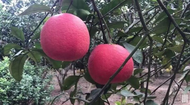 Bưởi đỏ Mê Linh có trọng lượng trung bình mỗi quả vào khoảng 1kg. Ảnh plo.