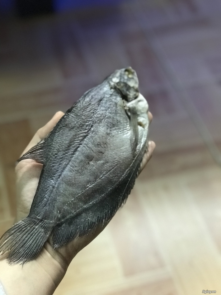Cá lưỡi trâu là một loài cá nhỏ, thân dẹt có hình oval, xương cá mềm và răng nhỏ. Hai mắt của cá lưỡi trâu rất nhỏ và gần nhau. Đặc biệt, 2 mắt của cá lưỡi trâu đều nằm cùng một phía ở bên trái - nơi thường có những chấm xanh nhạt, hòa lẫn với môi trường xung quanh. Ảnh 5giay.