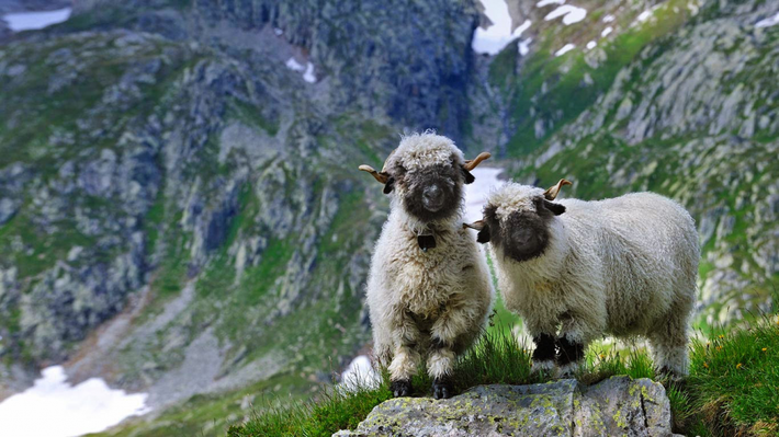 Cừu mũi đen Valais thường được chăn thả ở các sườn núi cao dọc theo dãy Pennine, nằm giữa biên giới hai nước Thụy Sĩ và Ý. Ảnh boredomtherapy.