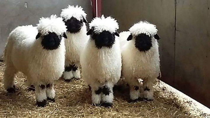 Cừu mũi đen Valais là giống cừu nuôi để lấy thịt cừu và lấy lông làm len. Bộ lông của chúng có 2 màu đen trắng xen kẽ, đặc biệt phần lông màu đen che kín toàn bộ mặt. Ảnh imgur.
