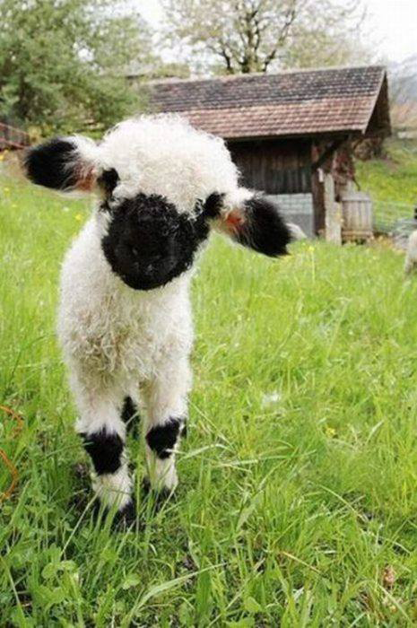 Đúng như tên gọi của nó, cừu mũi đen Valais có nguồn gốc nguyên thủy từ vùng Valais của Thụy Sĩ. Ảnh boredomtherapy.
