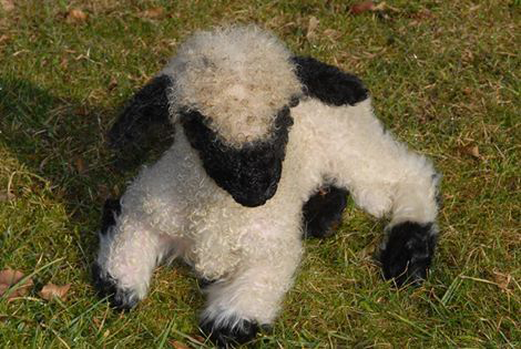 Cừu mũi đen Valais được công nhận là một giống cừu riêng biệt vào năm 1962. Ảnh boredomtherapy.