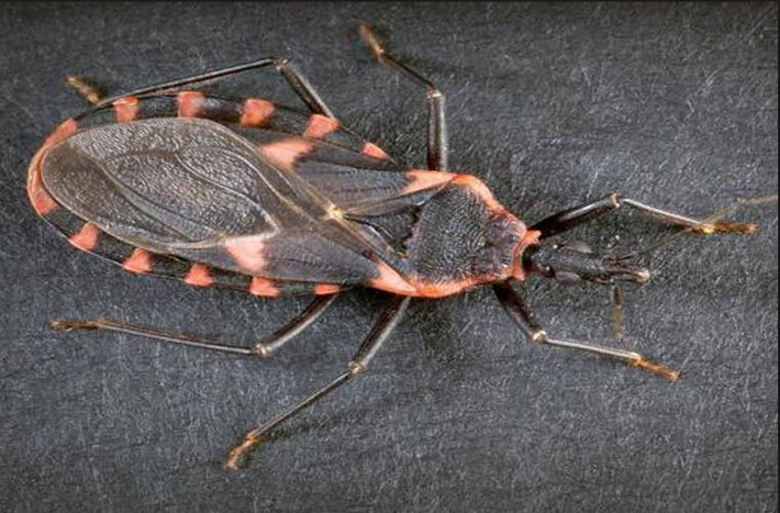  Rệp môi có tên khoa học là Triatomine. Đây là loài ký sinh trùng gây bệnh Chagas cho người và động vật - một loại bệnh ảnh hưởng đến tim và tiêu hóa. Ảnh worldnow.