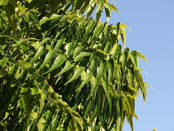 Đặc biệt, ở vùng Ninh Thuận, Bình Thuận của nước ta, sầu đâu còn được trồng thành rừng. Ảnh alomypham.