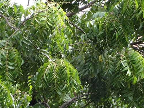 Trên thế giới, cây sầu đâu phân bố ở Sri Lanka, Lào, Campuchia, Thái Lan, Indonesia, Ấn Độ. Ảnh trungtamduoclieu.