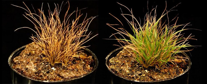 Thậm chí khi bị mất đi 95% hàm lượng nước, cỏ Tripogon loliiformis vẫn có thể phát triển mạnh trở lại một lần nữa nếu được cung cấp nước. Ảnh sciencealert.