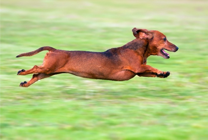 Chó lạp xưởng Dachshund có kích thước nhỏ, chân ngắn nhưng tính cách rất năng động và bạo dạn. Ảnh googleusercontent.