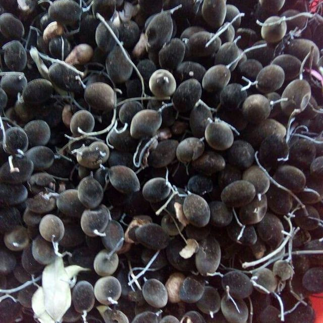 Quả xay rừng có tên khoa học là Velvet tamarind và có nguồn gốc từ Thái Lan và Malaysia. Ảnh lozi.