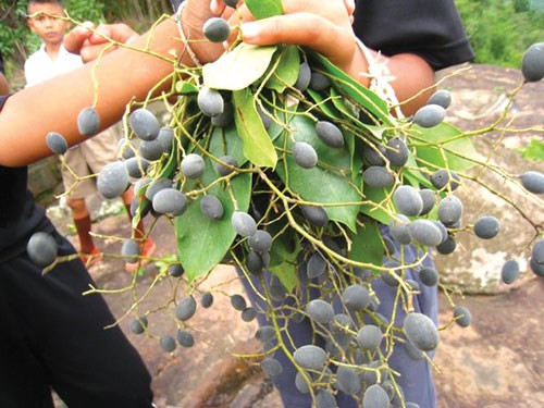 Không chỉ là loại quả ăn chơi, xay rừng có thể giúp giảm nồng độ cholestérol trong máu do chứa lượng chất đạm protéine thấp,chất xơ dạng thô cao vừa phải. Ảnh chudu24.