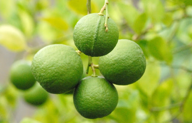 Giống chanh bông tím là giống chanh Thái, được trồng nhiều ở các tỉnh đồng bằng sông Cửu Long như Sóc Trăng, An Giang, Đồng Tháp, Vĩnh Long, Hậu Giang... Ảnh blogspot.