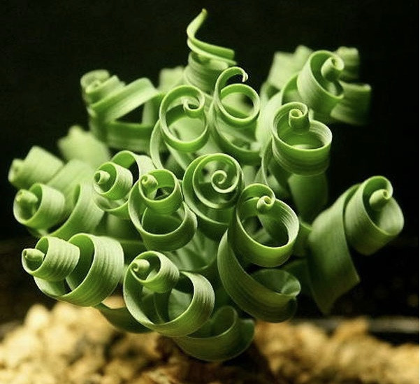 Cỏ xoắn ốc là một loài thực vật vô cùng quý hiếm. Loài cỏ này có tên khoa học là Moraea tortilis, có nguồn gốc từ Nam Phi. Ảnh snaplant.