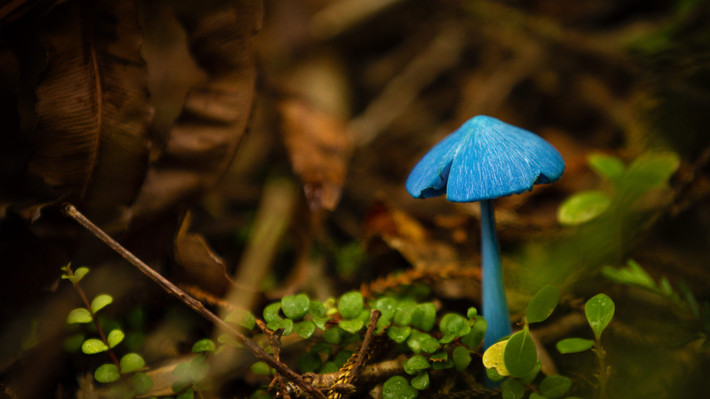 Bên cạnh đó, nấm Entoloma hochstetteri còn xuất hiện trên một bộ tem nấm phát hành tại quốc gia này năm 2002 bên cạnh 5 loài nấm bản địa khác. Ảnh istartedsomething.