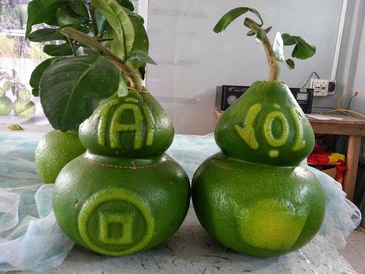 Khuôn sẽ được tháo ra sau 2 tháng sau khi bưởi phát triển đầy khuôn. Ảnh Blogspot.