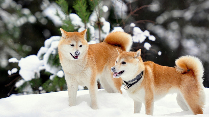 Akita là giống chó cổ xưa nhất của Nhật Bản và là giống chó gắn liền với lịch sử hình thành quốc gia này. Quốc khuyển Nhật Bản có ngoại hình cũng vô cùng đáng yêu. Ảnh dulichnhatban.