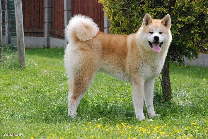 Chó Akita sở hữu bản năng của loài săn bắt, vì vậy mà từ xưa giống chó này đã được huấn luyện để đi săn những con thú lớn như hươu nai, lợn nòi... Ảnh dulichnhatban.