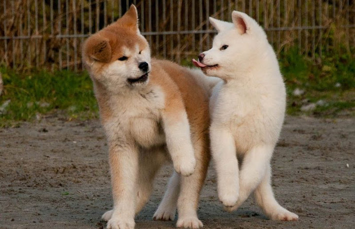 Giống chó Akita có tính cách mạnh mẽ và độc lập cùng với nhiều phẩm chất tốt khác, trong đó trung thành là phẩm chất quý giá nhất của giống chó này. Ảnh thukieng.