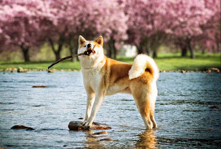 Ngày nay, chó Akita được nuôi rộng rãi trên thế giới nhưng số lượng vẫn vô cùng ít ỏi, vì vậy mà giá thành loài chó Akita rất cao. Ảnh thukieng.