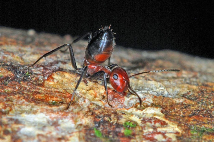 Kiến nổ Colobopsis explodens có màu nâu đỏ. Loài kiến này đã được biết đến cách đây hơn 100 năm nay nhưng rất hiếm gặp. Ảnh slashgear.