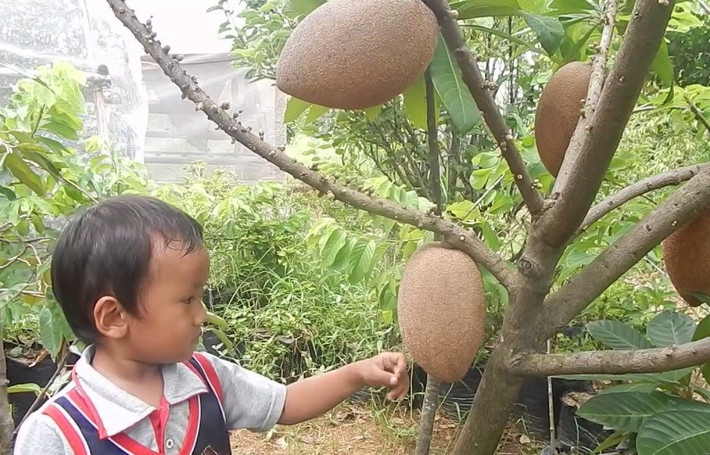 Giống hồng xiêm ruột đỏ này khỏe, dễ thích nghi với điều kiện khí hậu Việt Nam. Ở nước ta, giống hồng xiêm này được trồng đầu tiên ở một số tỉnh miền Nam. Ảnh blogspot.