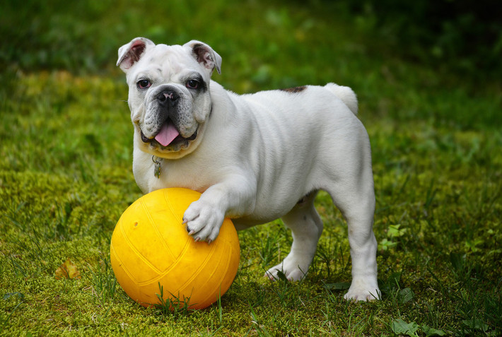 Chó mặt bò được nuôi để canh giữ nhà rất tốt. Ảnh dogbreedswallpapers.
