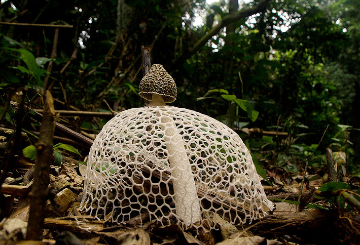 Nấm Tâm Trúc có tên khoa học là Dictyophora indusiata. Loài nấm này còn có tên gọi khác là nấm nữ hoàng. Ảnh staticflickr.