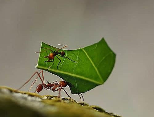 Vì vậy mà kiến cắt lá còn có tên gọi khác là kiến trồng nấm. Ảnh dietcontrunggayhai.