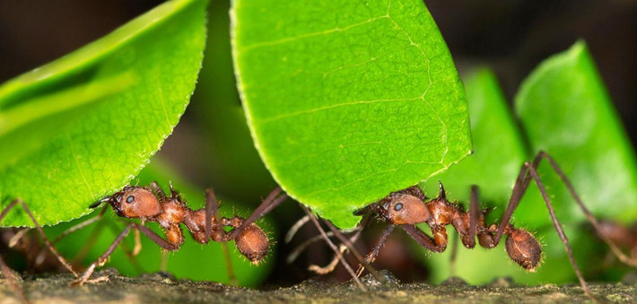 Kiến cắt lá cắt lá cây mang về tổ. Chúng nhai những chiếc lá này nhuyễn ra làm phân hữu cơ để trồng nấm. Sau đó, chúng dùng nấm trồng được làm thức ăn. Ảnh welt.