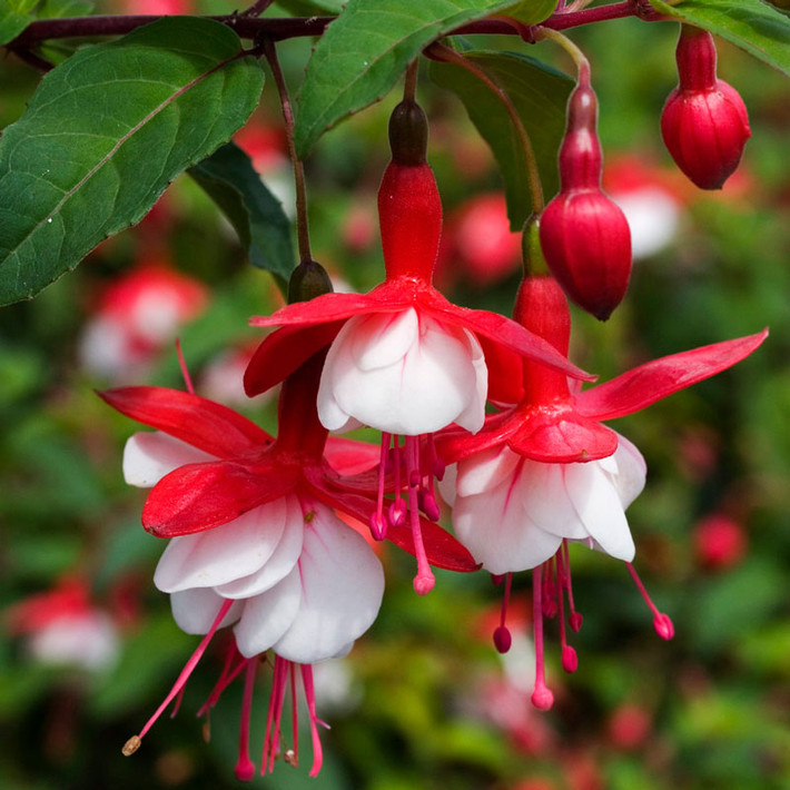 Hoa đèn lồng có nguồn gốc từ Nam Mỹ. Loài hoa này có danh pháp khoa học là Fuchsia, thuộc họ Anh thảo chiều. Hiện tại, chi đèn lồng có khoảng 100 loài hoa. Ảnh khoahocphattrien.