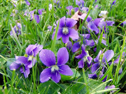 Violet. Loài hoa này có vị ngọt, thơm cho nên có thể dùng ăn sống hoặc nấu chín, đặc biệt ngon khi xào lên. Nó chữa những loại bệnh như nhức đầu, ho hay giảm đau, bệnh về thực quản.