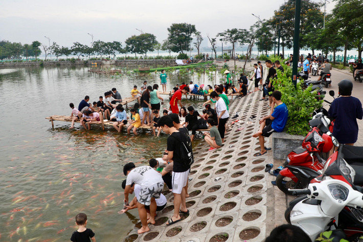 Mới đây, một doanh nghiệp tại Hà Nội đã thả hàng nghìn con cá Koi xuống hồ sen cạnh phố Nhật Chiêu (quận Tây Hồ) thu hút rất đông người dân tới chụp ảnh.
