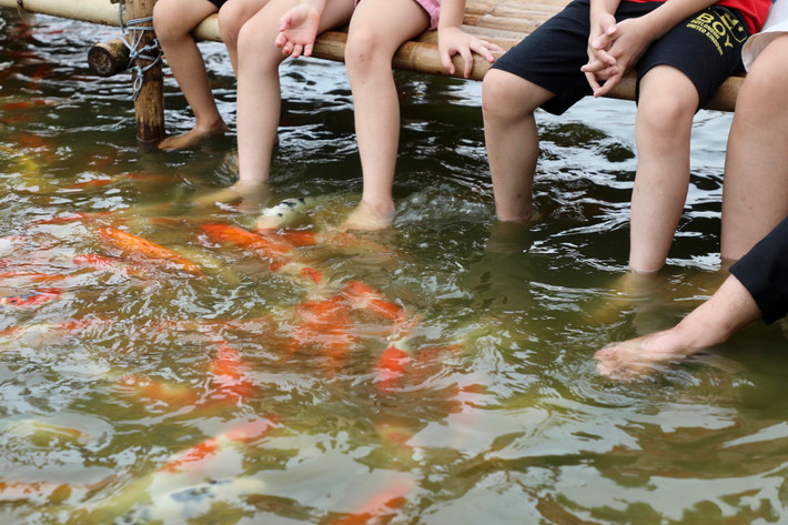 Cá Koi có nguồn gốc từ Nhật Bản, đây là một trong những loài cá cảnh có giá bán đắt nhất thế giới. Tùy theo chủng loại, tại thị trường Việt Nam, mức giá trung bình của cá Koi dao động từ 500 nghìn đồng - hàng chục triệu đồng/con.